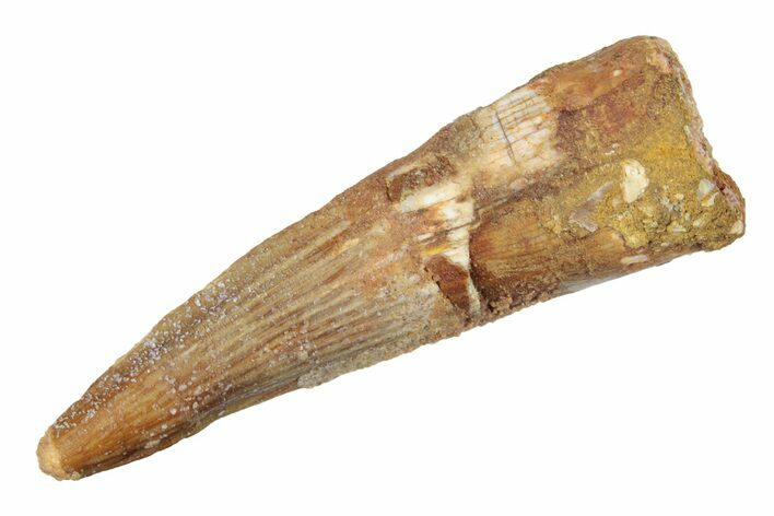 Juvenile Fossil Spinosaurus Tooth - Real Dinosaur Tooth #264813